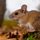 Illustration for article titled A drug that restores hearing in deaf mice